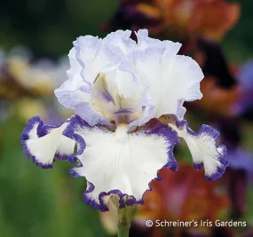 Rings True - Free Bonus With $40 Bearded Iris Purchase